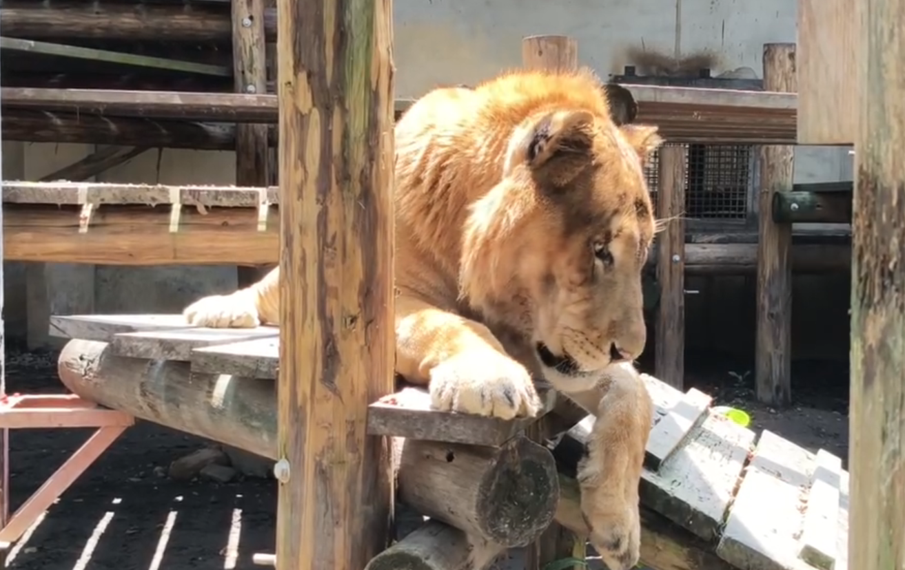 台灣唯一獅虎「阿彪」15歲生日　屏科大替牠辦香腸派對慶生