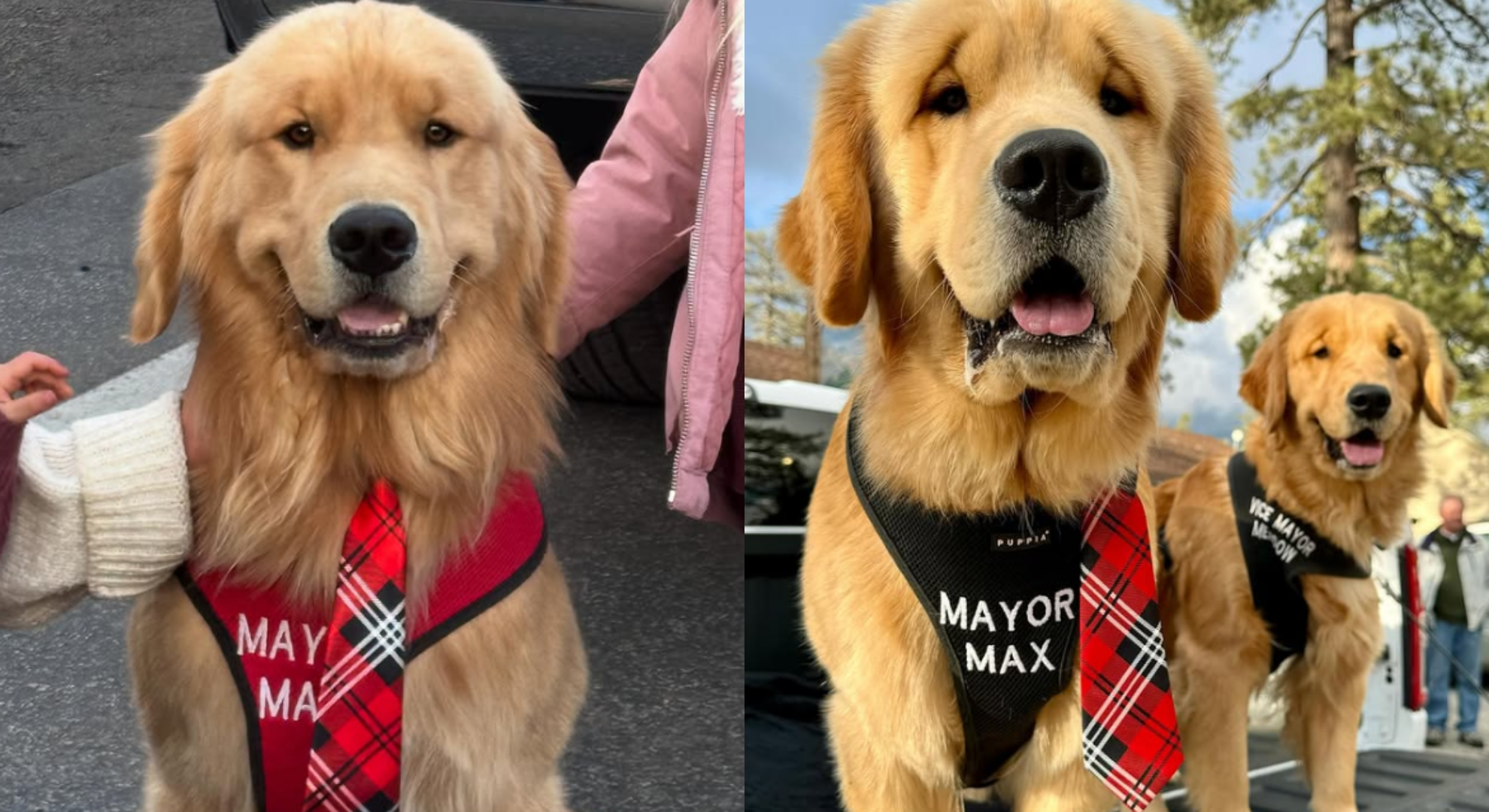 美國南加州的艾德懷小鎮三任鎮長全是黃金獵犬