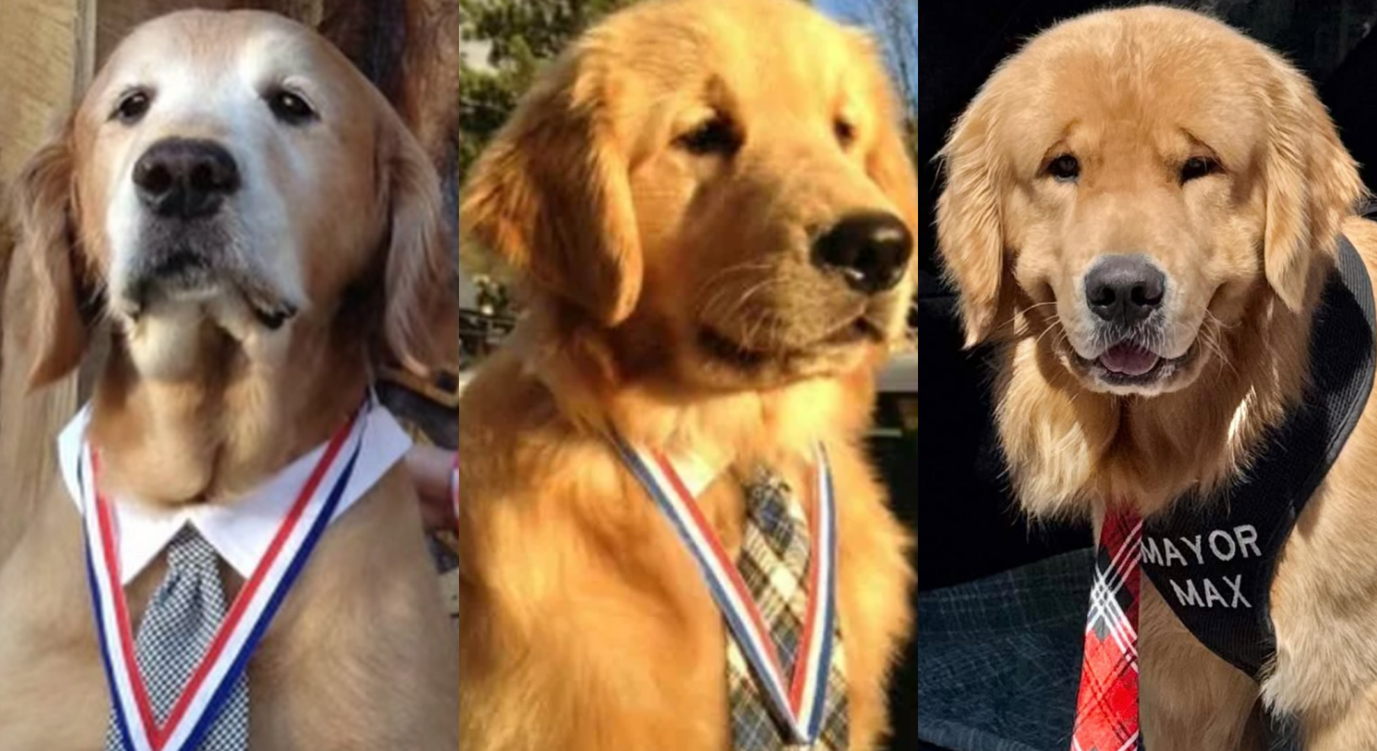 最可愛傳統！美國1小鎮「選狗當鎮長」　居民力挺喊：支持續任