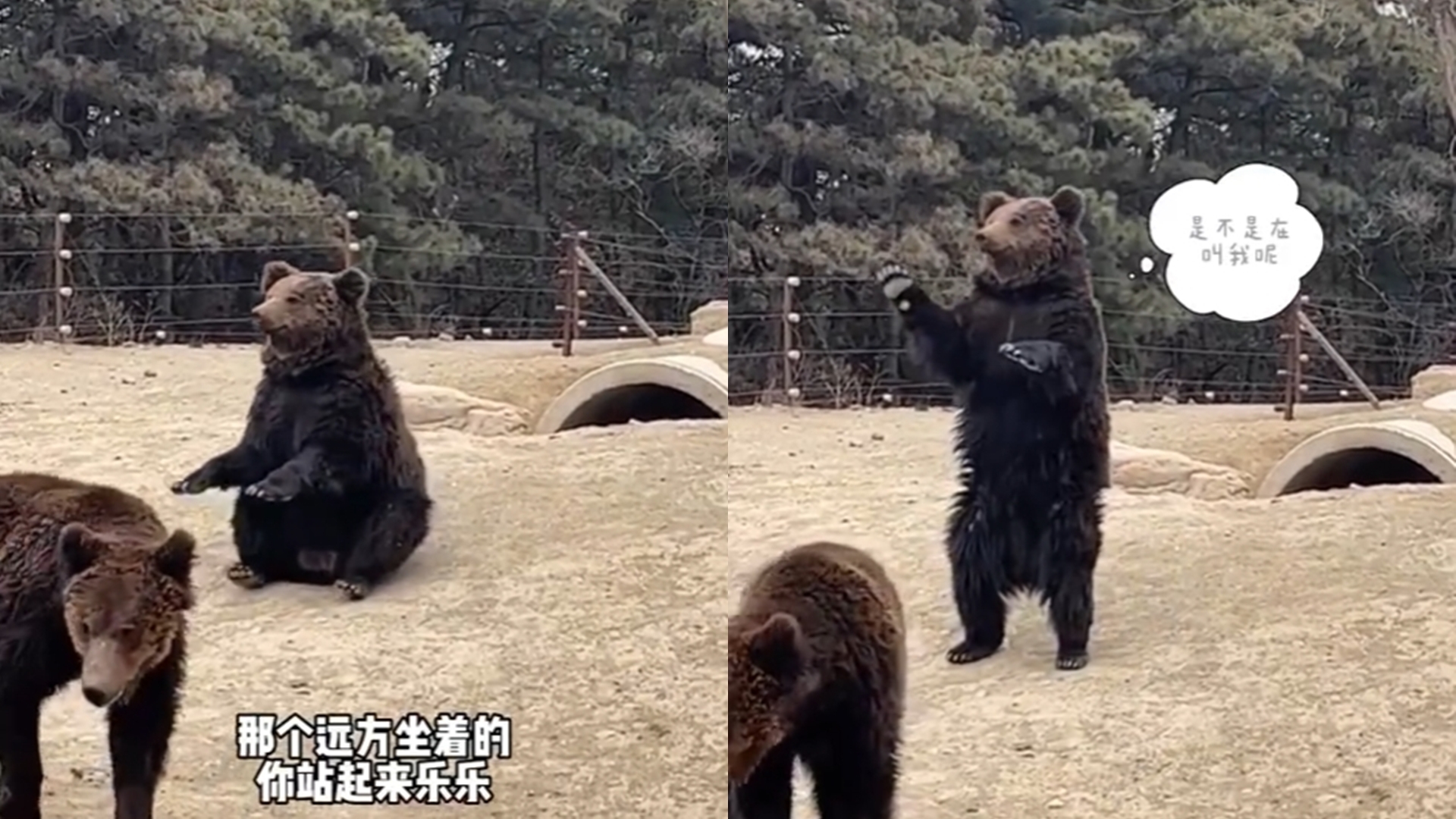 工讀生出來！棕熊微笑「起身揮手打招呼」　動物園揭真相反遭網轟