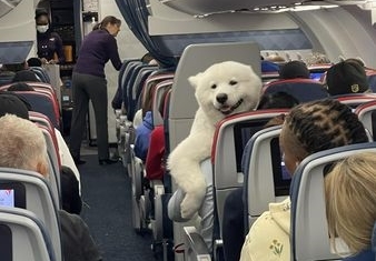 飛機上有大白熊！牠燦笑窩主人懷裡　網友好羨慕：為什麼我都沒遇過