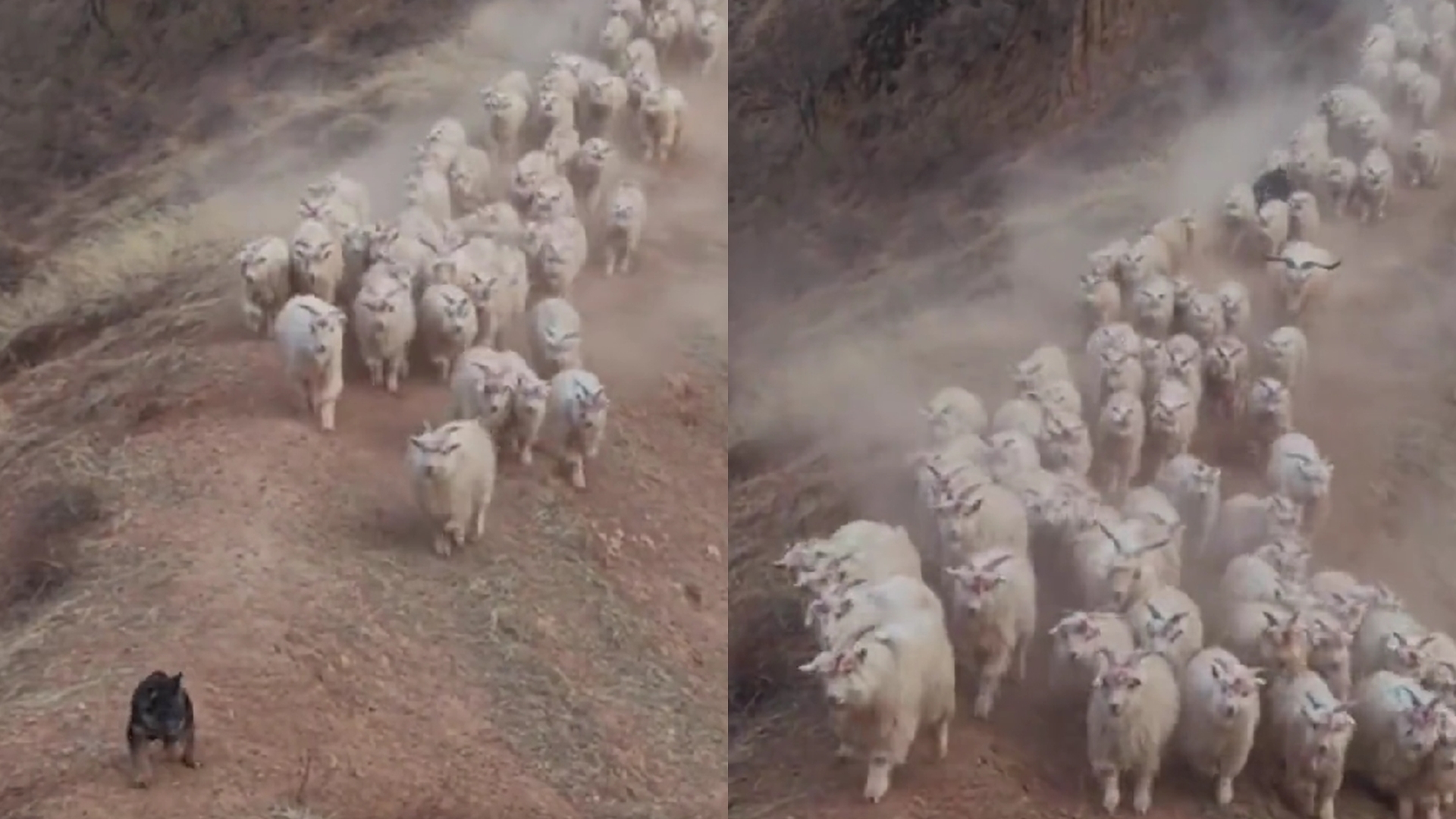 2月大牧羊犬帶領428隻羊「從山坡上衝下來」氣勢磅礡！網：血脈覺醒