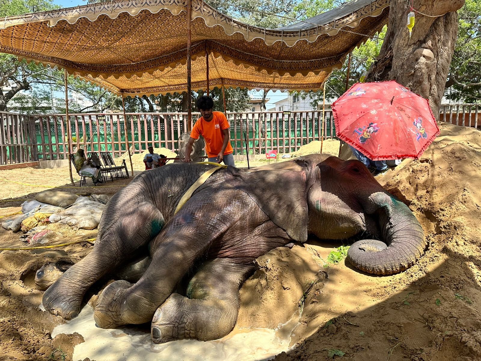 心疼！3.5噸大象生病「不慎摔倒」側躺在地　無法起身派出起重機協助