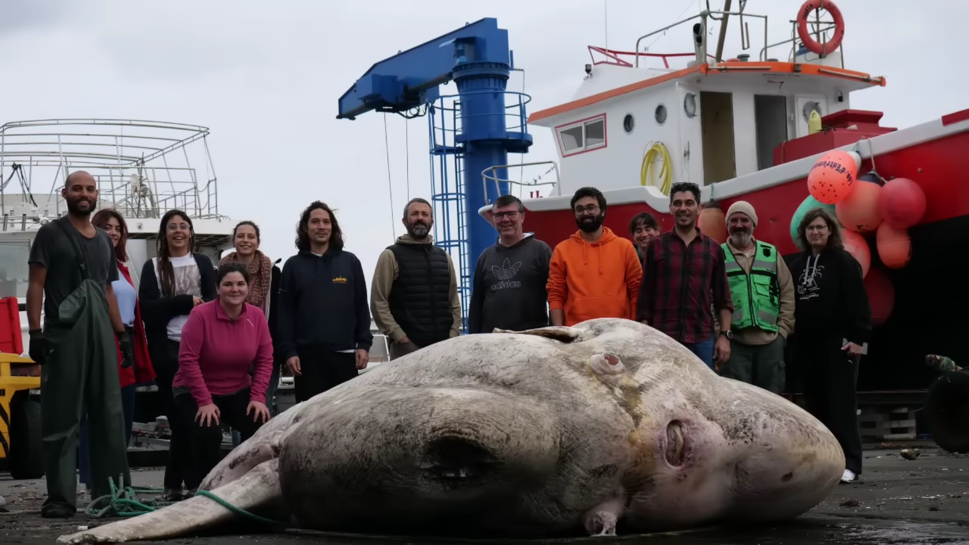 葡萄牙海上釣到2.7噸詭異「外星巨魚」創世界紀錄！真實品種曝光