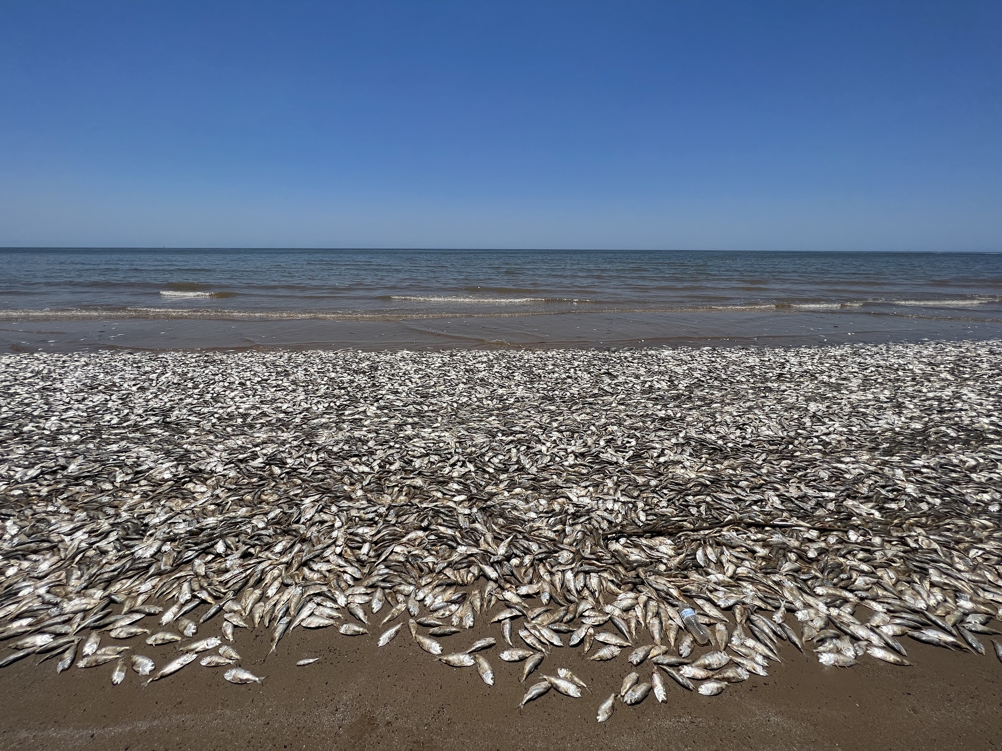 密集恐懼發作！德州魚群集體死亡　詭異魚屍「堆滿整片海灘」嚇人畫面曝