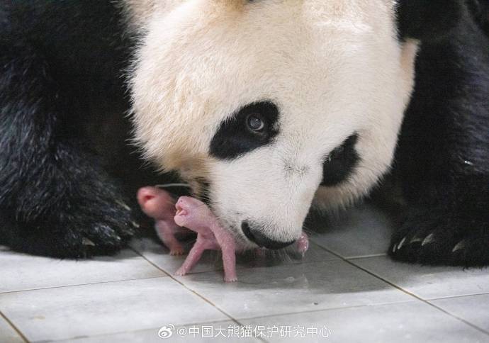 南韓首誕大熊貓雙胞胎！「愛寶」旅韓15年二度喜當媽　中韓歡慶