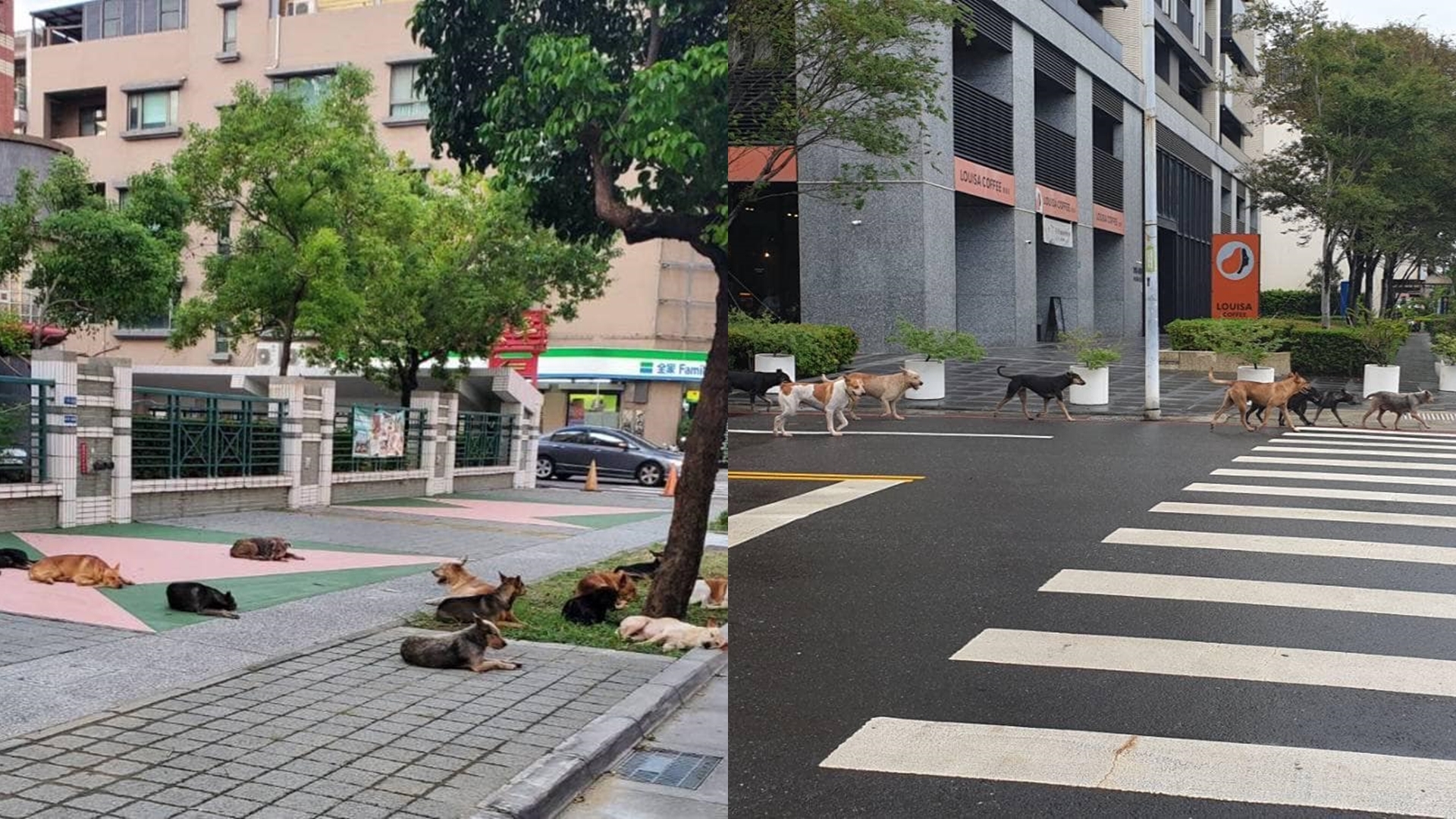 汪汪隊出動？國小旁驚見「12犬幫」畫面曝！在地人嚇：5狗曾分隊追童