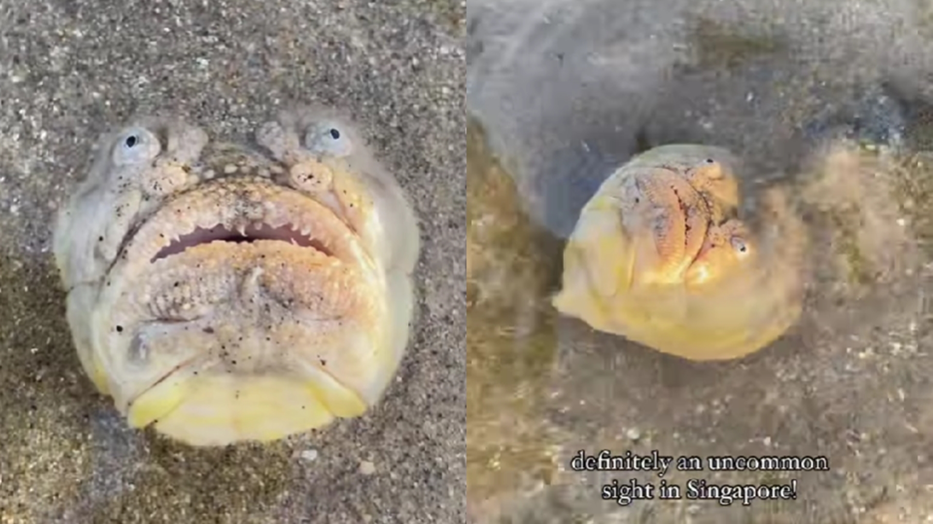 嚇人！新加坡沙灘驚見「凸眼、厚唇」人面魚　長30cm恐怖模樣曝