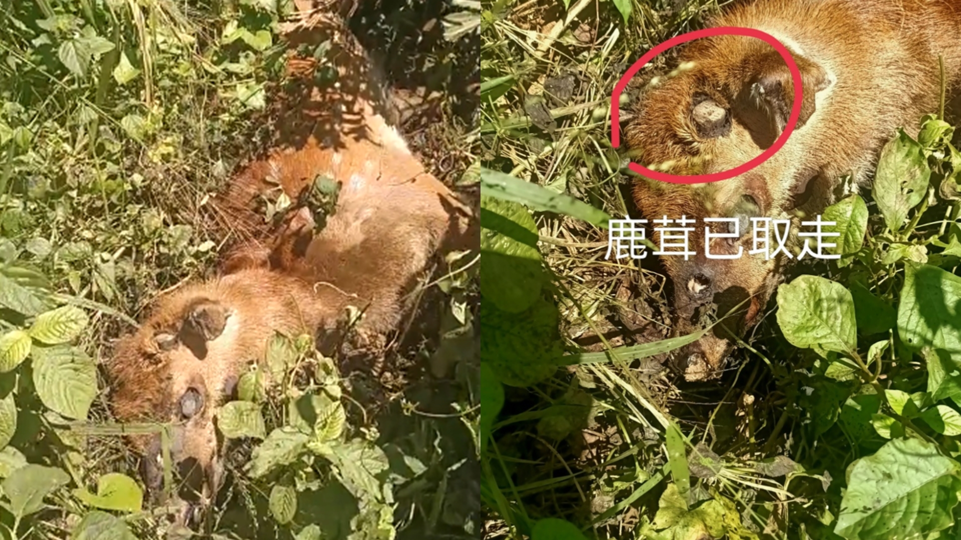 墾丁盜獵猖獗！梅花鹿「遭割下鹿茸」棄屍草叢　民眾爆：1條路成屍臭路