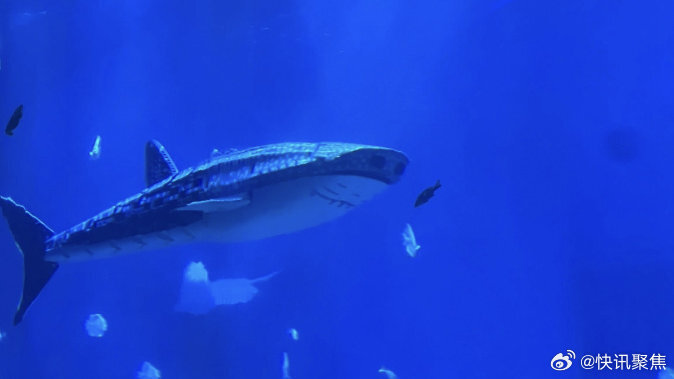 陸水族館門票1275元！進場竟是看「假鯨鯊」　遊客怒轟「退票」：沒看頭