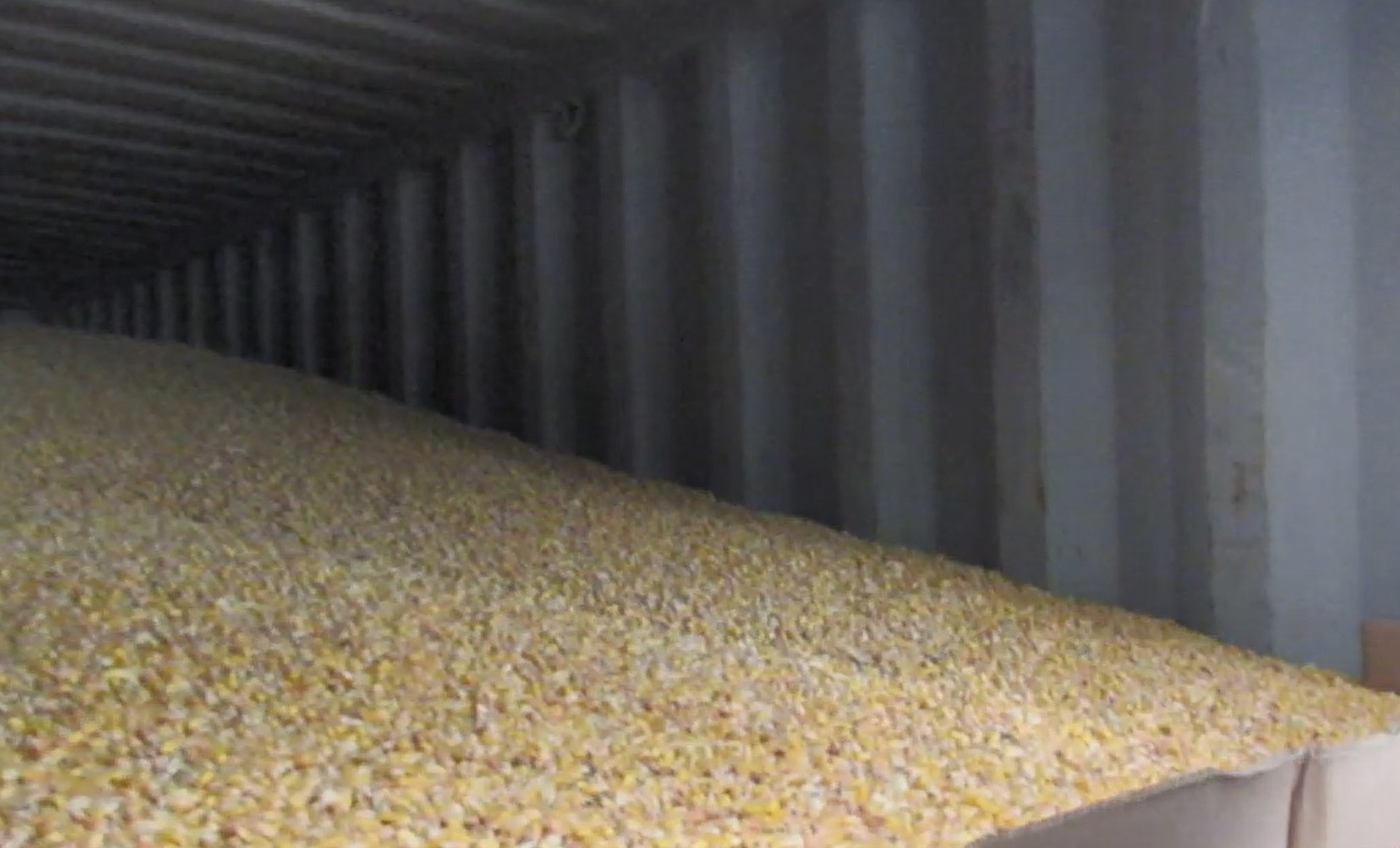 美國進口玉米驗出「嘔吐毒素」50萬公斤全銷毀！若食用過量恐中毒