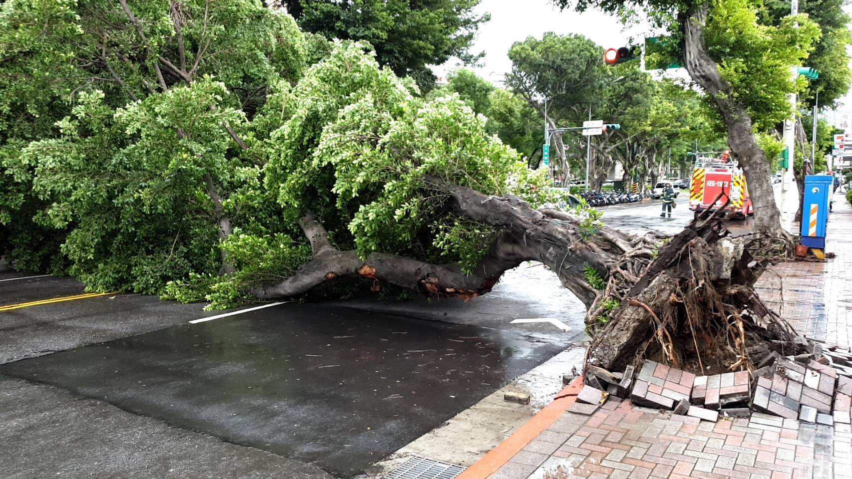 不敵卡努強風！北市士林區大樹「轟然倒塌」地磚爆裂　雙向管制中