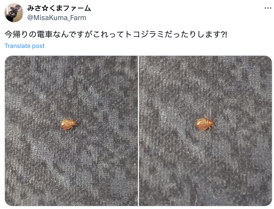 去日本玩注意！「超級臭蟲」入侵東京、大阪　電車座椅竄爬...當地人嚇壞