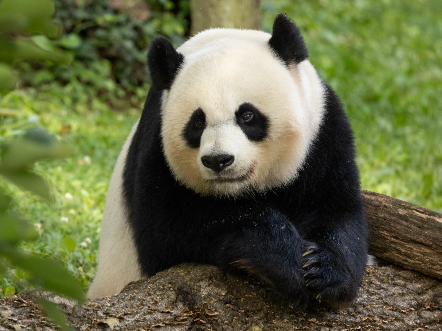 美中「國寶外交」變調？華府動物園3隻明星大熊貓　買單程票回家了