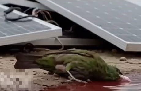 鳥喝「光電板紅水」暴斃？影片瘋傳掀恐慌　真相曝光：假的