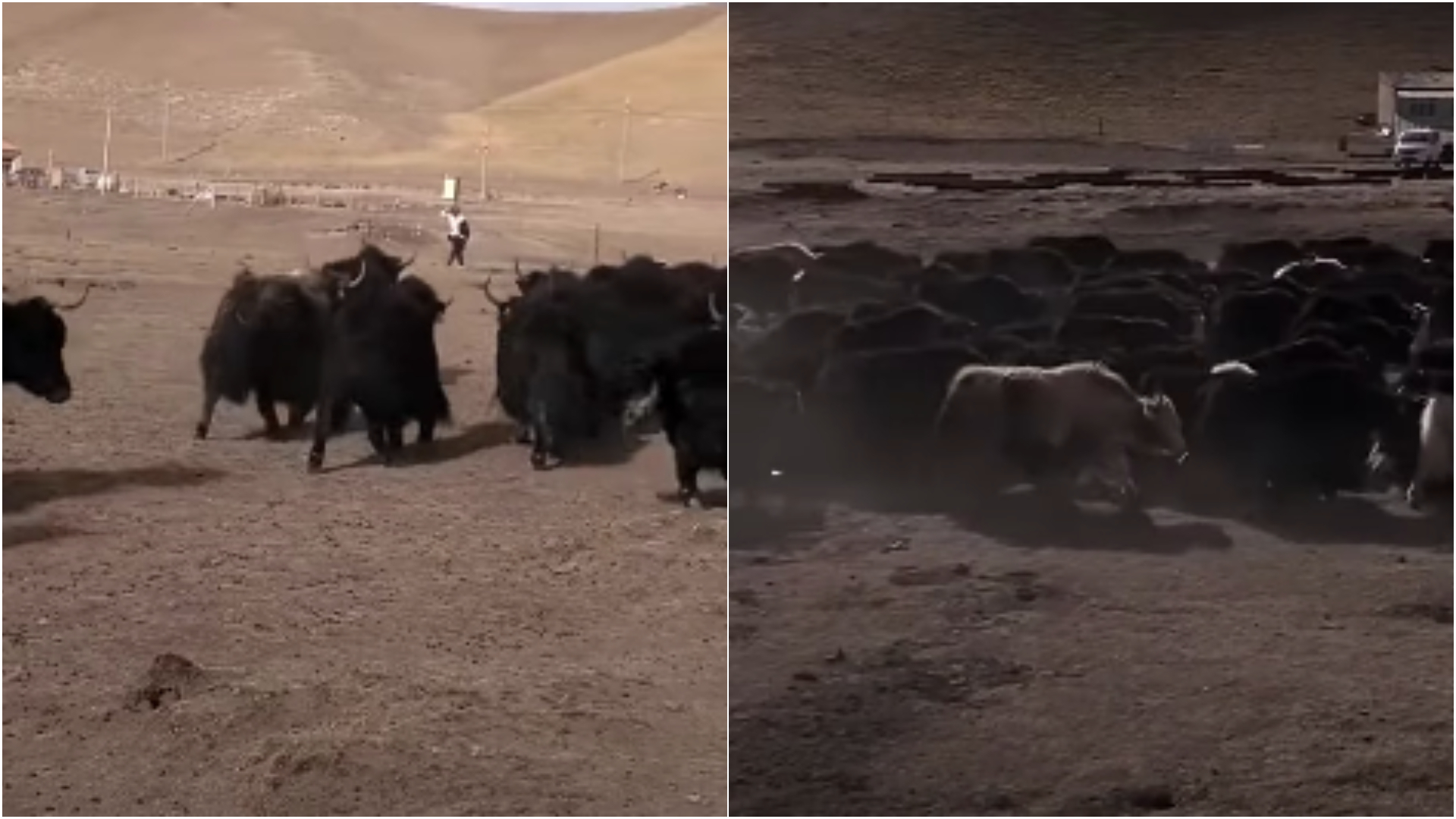 100頭犛牛群聚！網友查證驚呆「竟是藏族女孩的嫁妝」：三卡車載不完