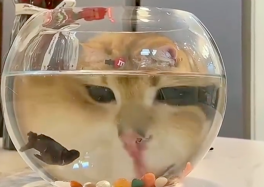 小魚游泳嚇一跳！魚缸後驚見「巨型橘貓」冷盯　網笑翻：貓界哥吉拉