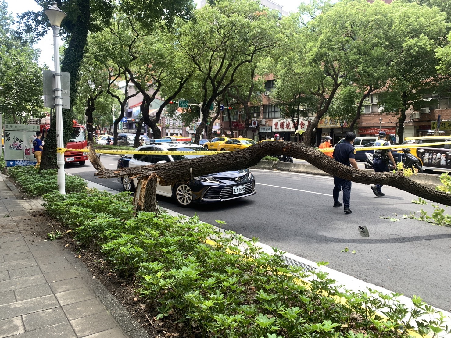 快訊／驚悚影片！北市路樹突倒塌　騎士遭砸「血流滿地」送醫死亡