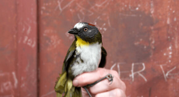 神奇寶可夢！科學家發現這兩種鳥「劇毒」　進化技能：攝取毒素轉換藏羽毛