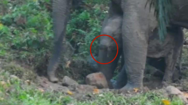 鼻子去哪了？喀拉拉邦森林中意外發現「沒有鼻子的大象」
