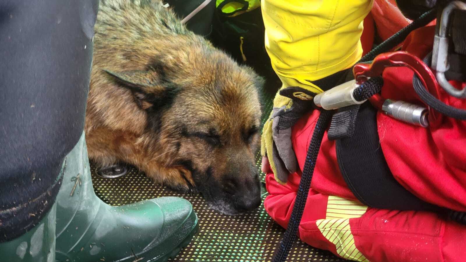 義大利洪災現場緊張的救援時刻　受困老翁的感人選擇：「先救我的狗」