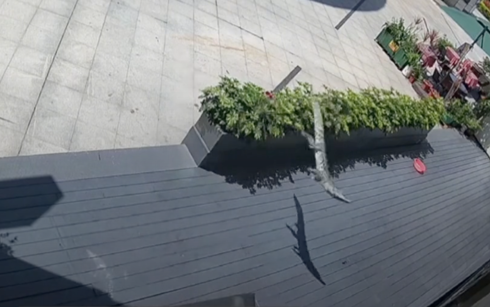 廣東驚見「鱷魚墜樓」！20樓高樓掉下一條活生生的大鱷魚　現場地板砸出坑