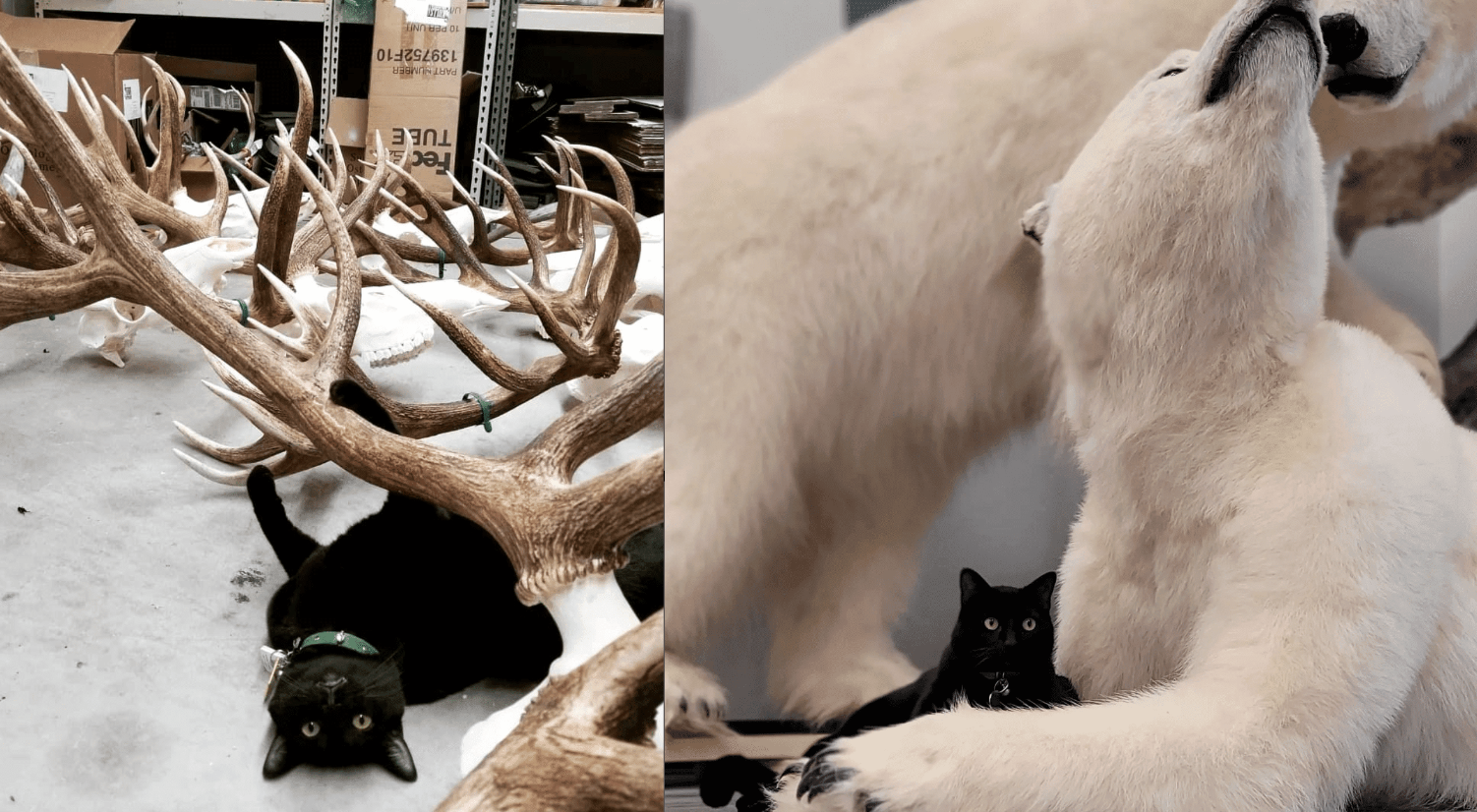 「印第安那骨頭爵士」大冒險！　一隻貓咪成為骨頭博物館新員工和吉祥物