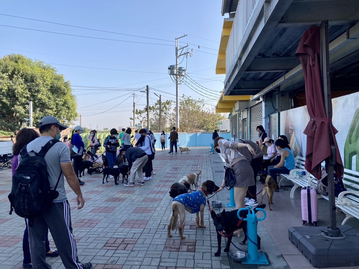 市府大方送嫁妝！　改善動物收容所問題：台南市推認養送「首年寵物保險」補助