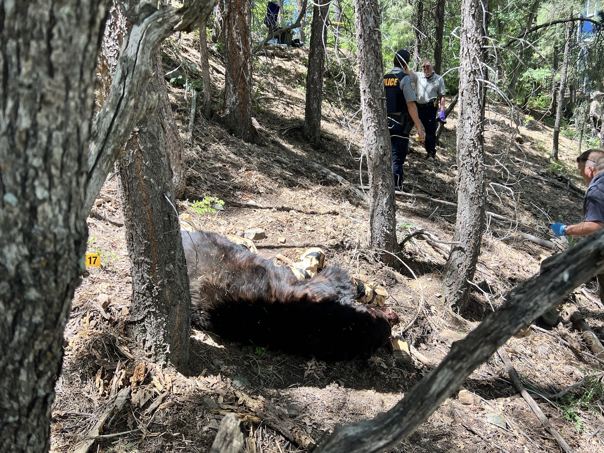 66歲男子早起在森林營地享受寧靜喝咖啡　卻意外遭黑熊突襲拖走咬死