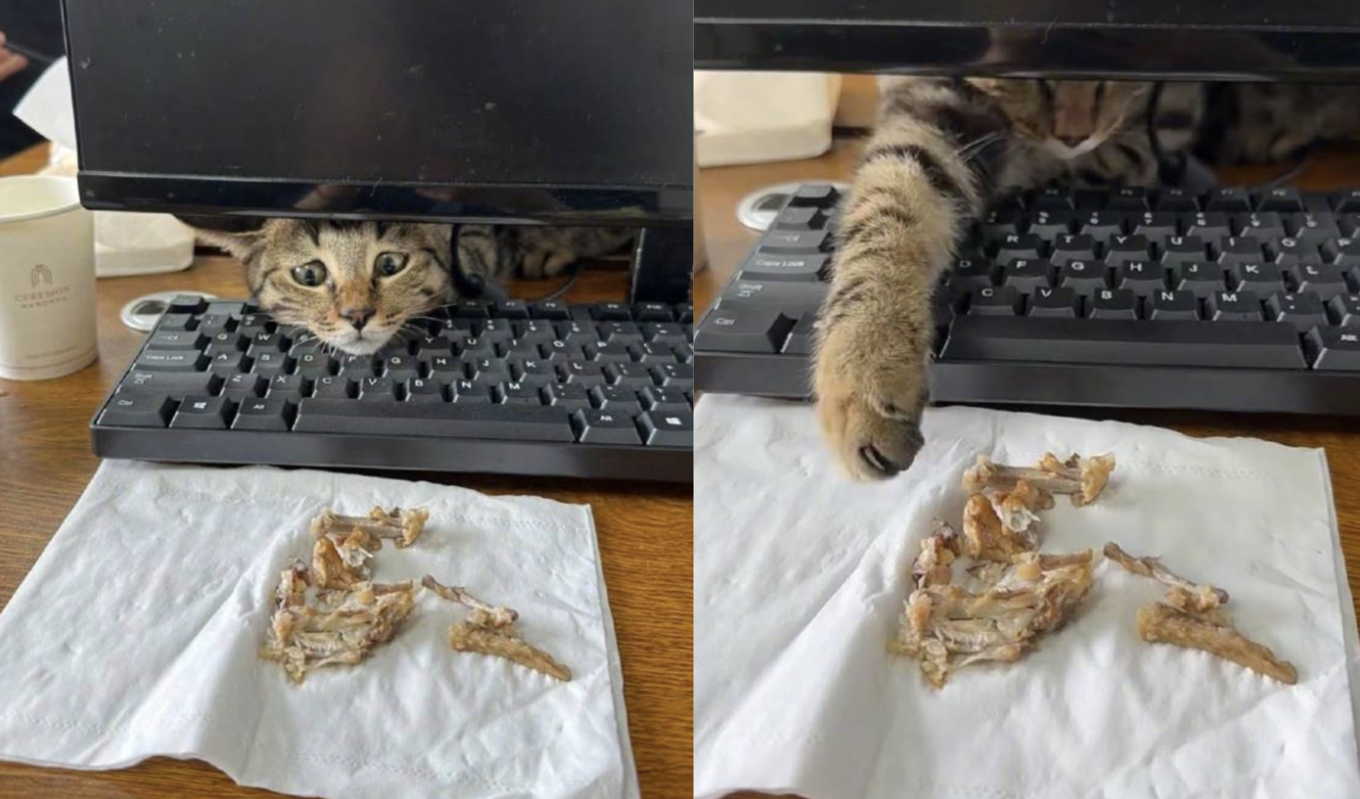 貓咪在公司想方設法搶食物吃卻頻頻被打手手　氣噗噗：人類護食行為太嚴重了