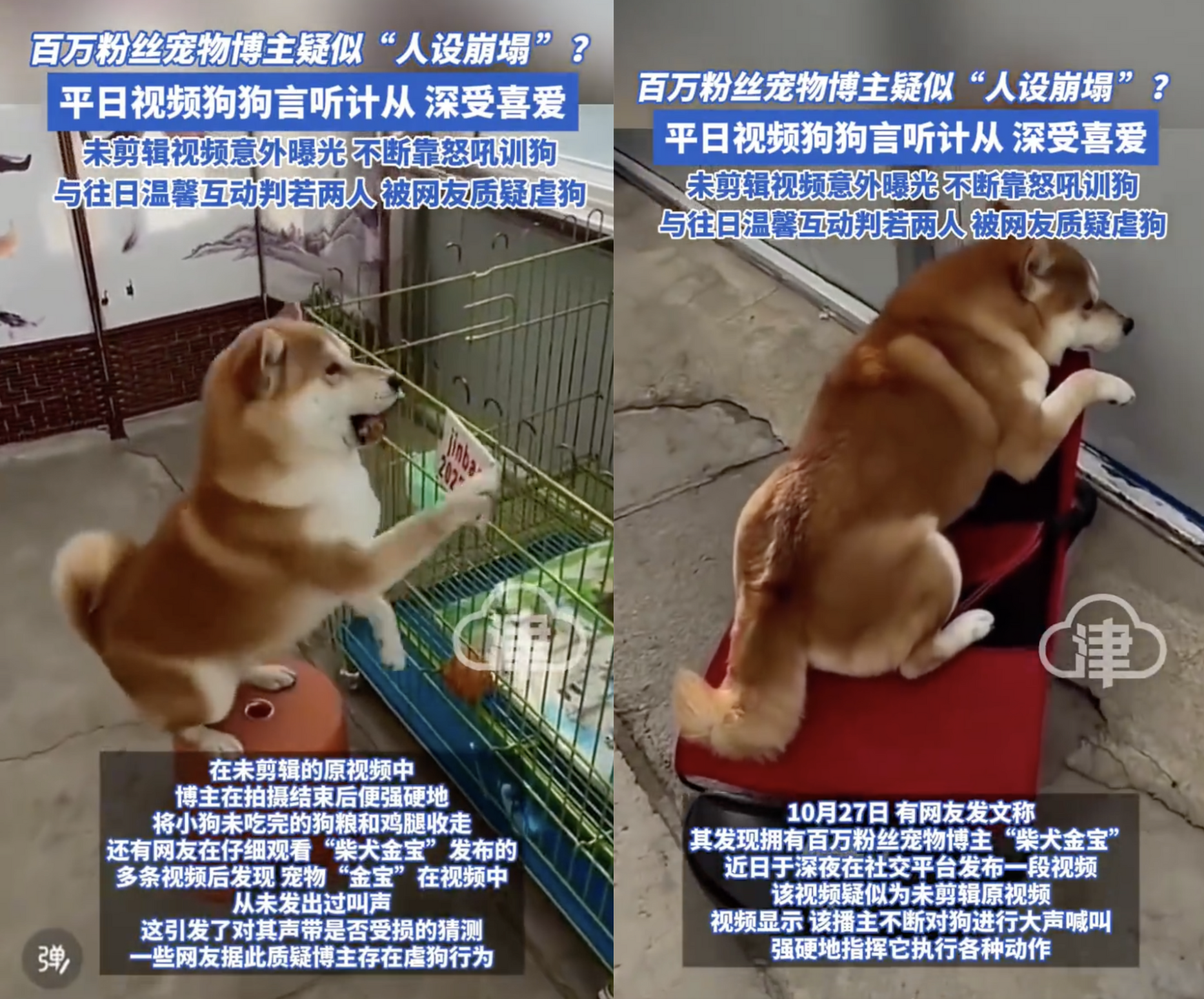 發錯影片？百萬柴犬網紅「金寶」疑遭虐影片外流　網友怒轟：原來背後這麼黑暗