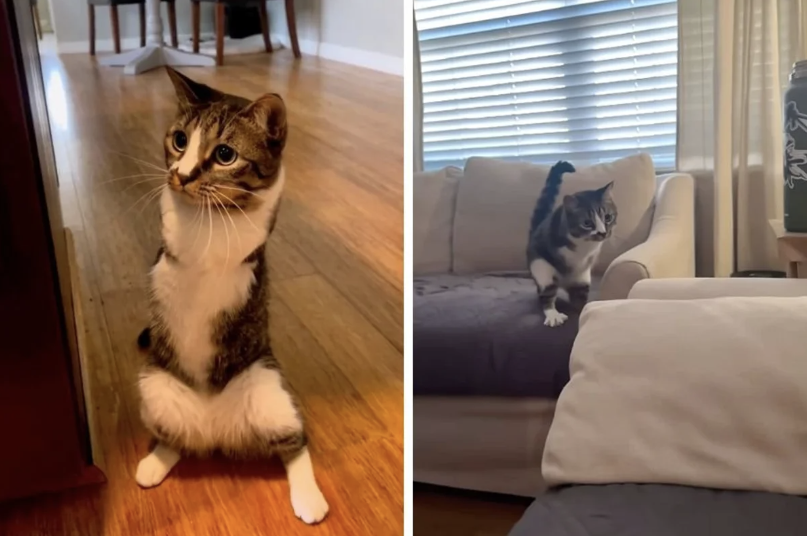 小貓失去雙前肢竟學會「直立行走」　網友看傻：霸王龍體質