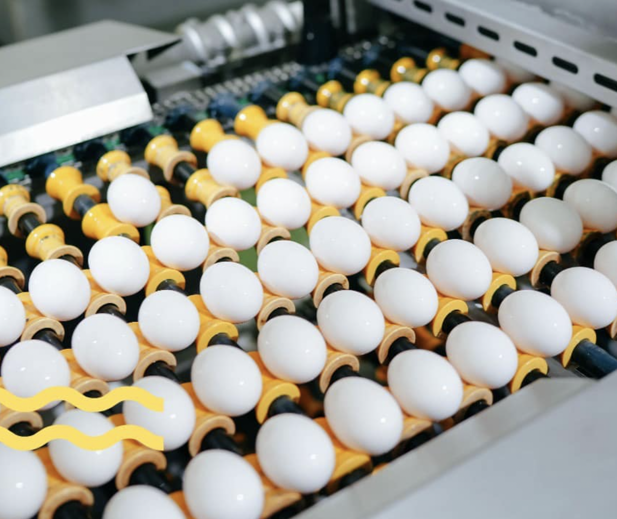 純「雞蛋股」上市！大武山牧場賣雞蛋年營收近2億　獲上市資格　