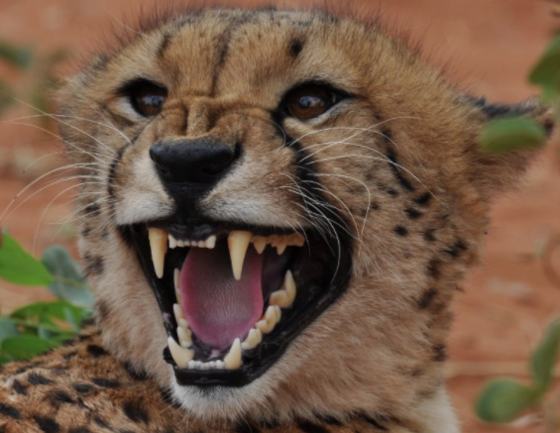 霸氣的獵豹一開口，這聲音反差也太大啦!! #反差萌 #在非洲遇到喵