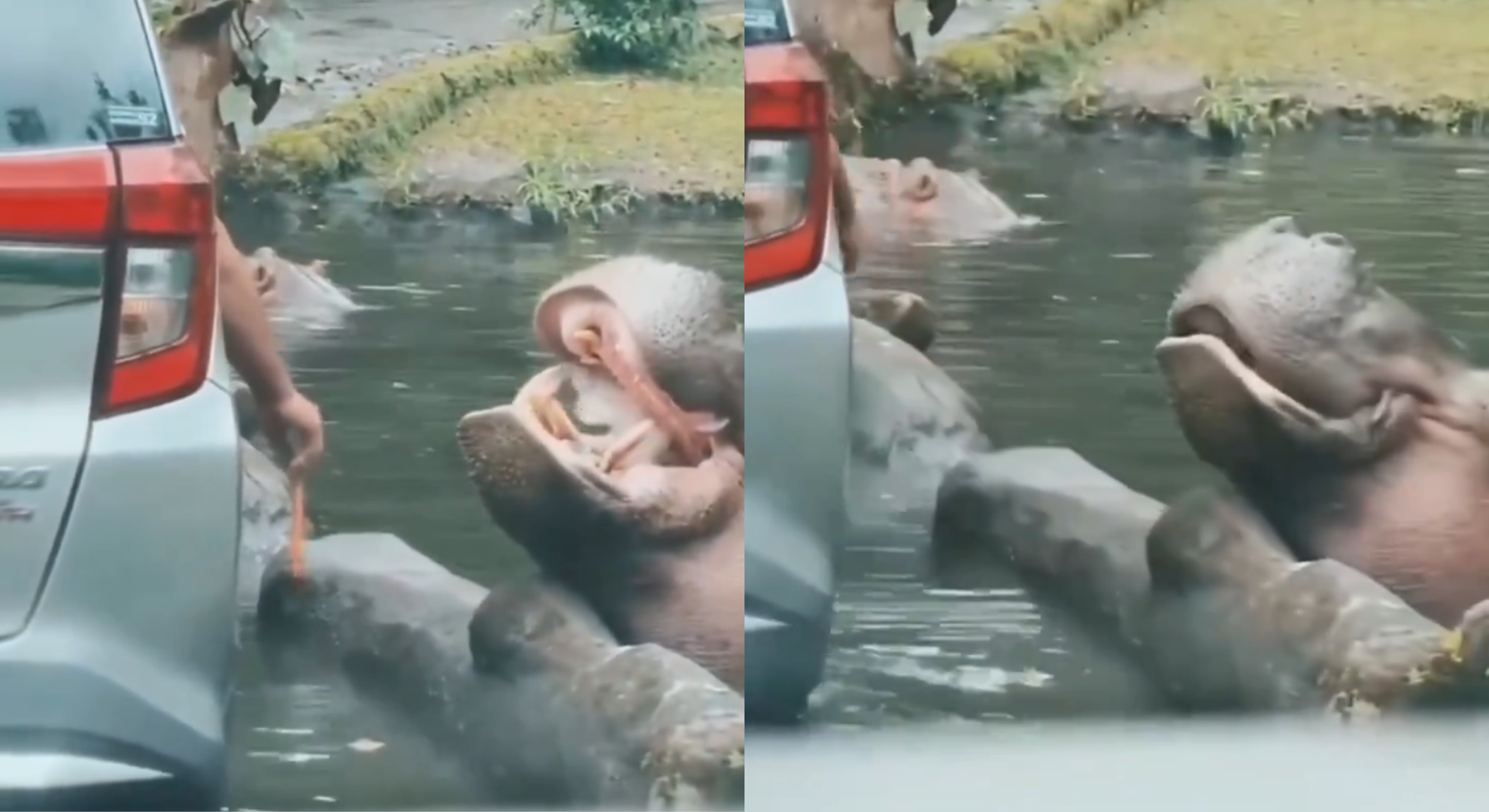 野生動物園遊客將塑膠袋丟進河馬嘴裡引發公憤