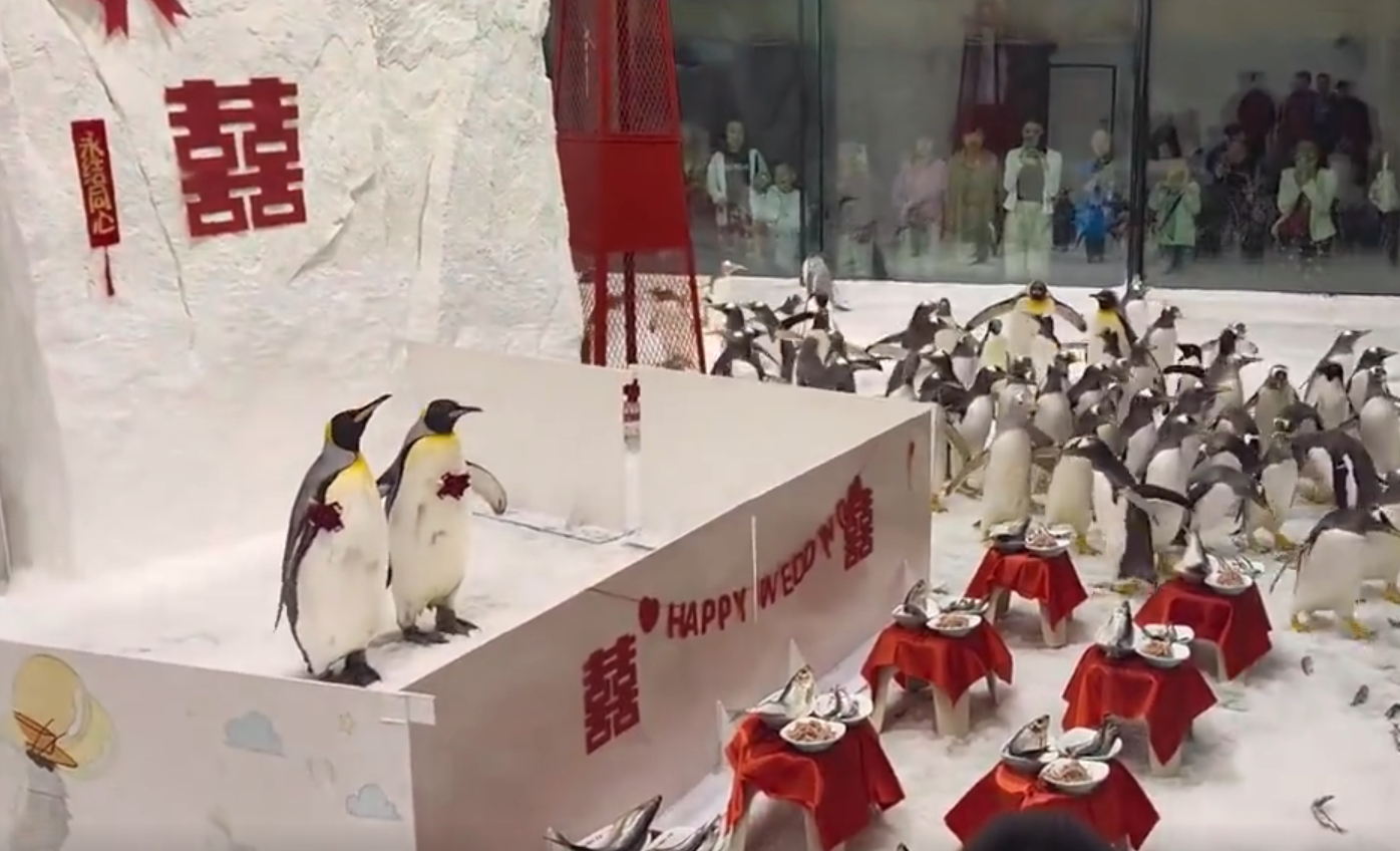 大連海洋館上演別開生面「企鵝結婚儀式」