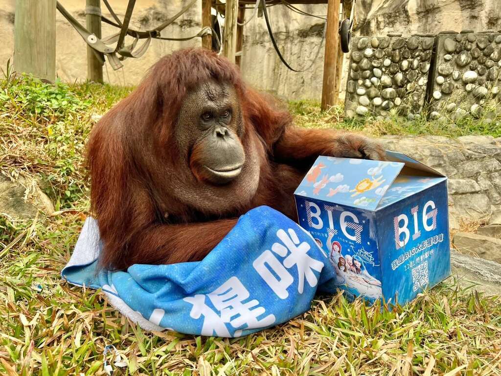 昔遭私養營養不足…壽山動物園人氣王紅毛猩猩「咪咪」昨安詳辭世