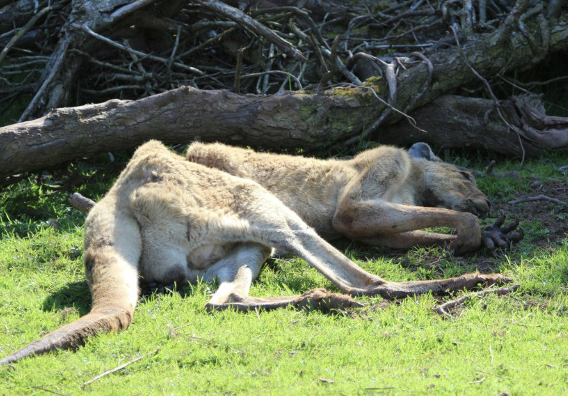 宛如地獄！英動物園3年養死500隻動物　「6千人聯署成功」將永久關閉