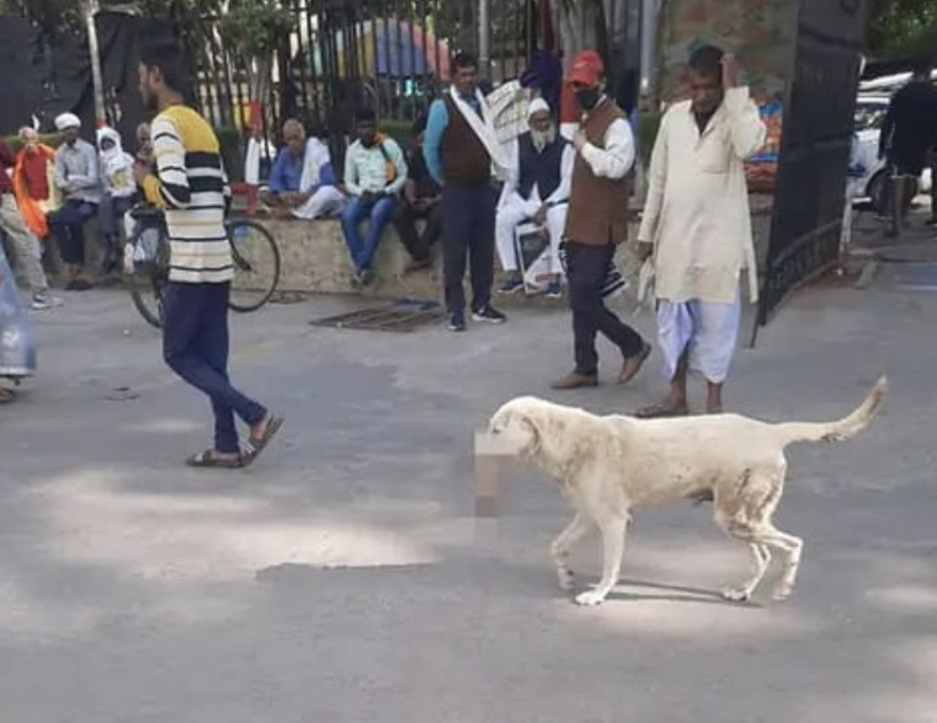 嚇死人!印度浪犬「嘴刁斷臂」馬路上遊蕩、啃食 醫院驚:是患者的 | 蕃新聞
