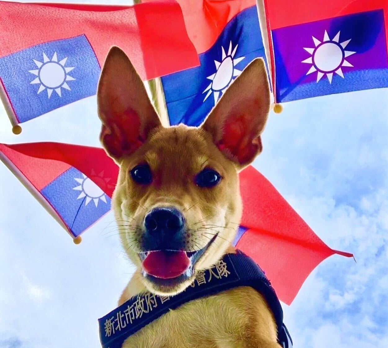 「台灣高砂犬Jaguar挑戰成為全台首隻純土狗警犬」