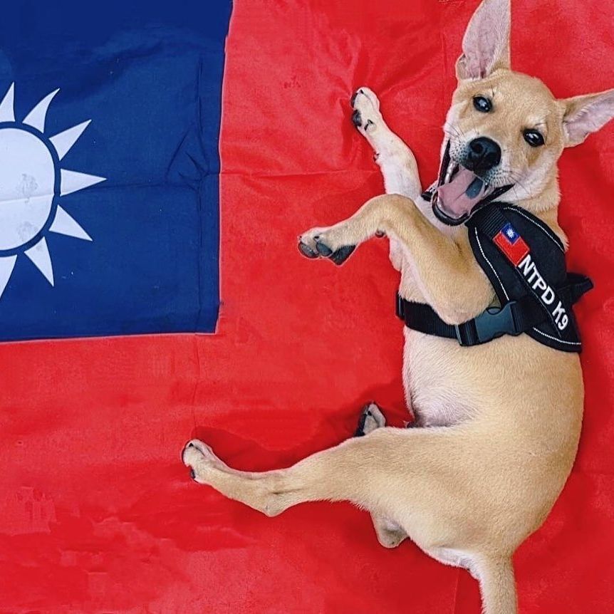 「台灣高砂犬Jaguar挑戰成為全台首隻純土狗警犬」