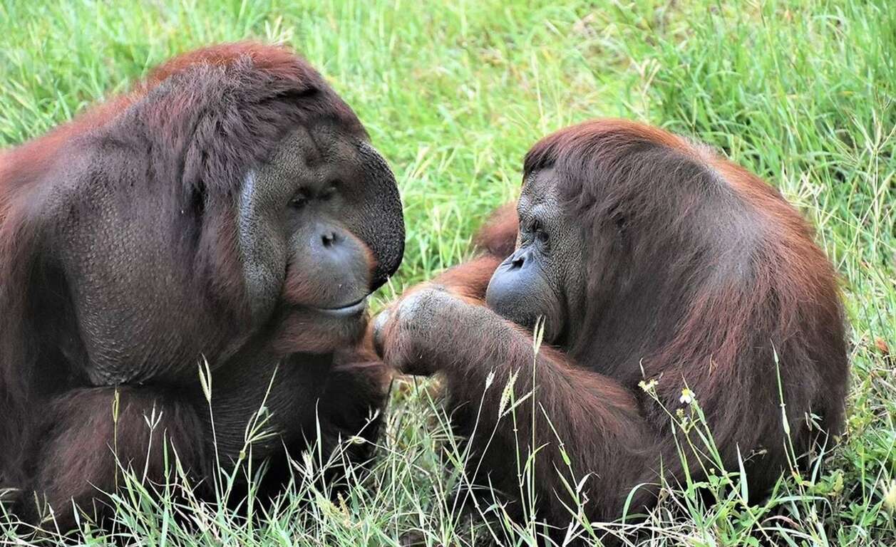  壽山動物園明星紅毛猩猩「咪咪」安詳辭世，園方與粉絲齊悼念