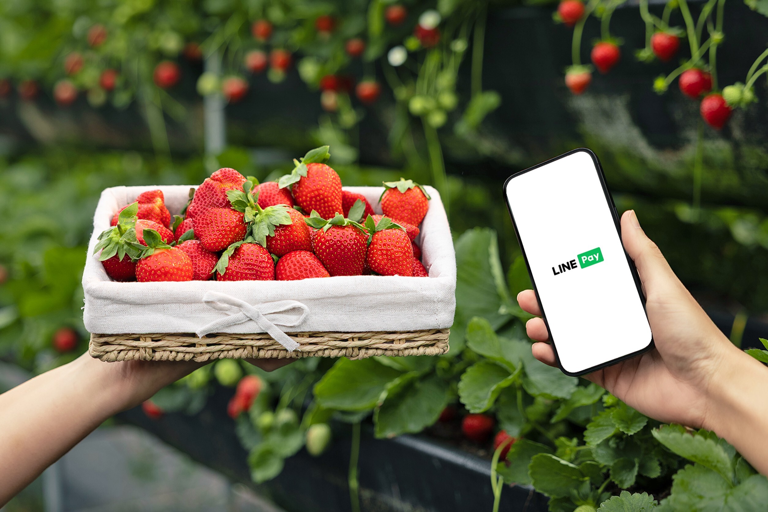 大湖草莓季！LINE Pay百元折扣免費領　再享酒莊9折優惠